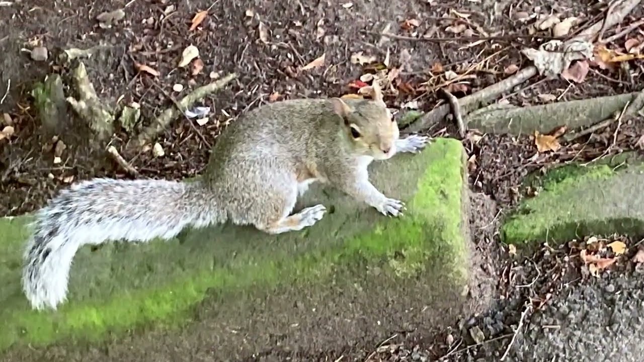 ❤️🐿️🌹Saltwell Park. Gateshead. Tyne and Wear. 3 September 2023
