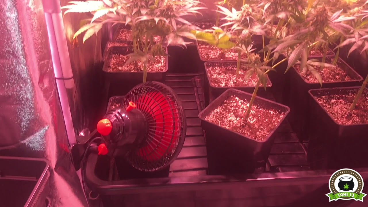 Cultivo marihuana LED Kappa Solux resumen