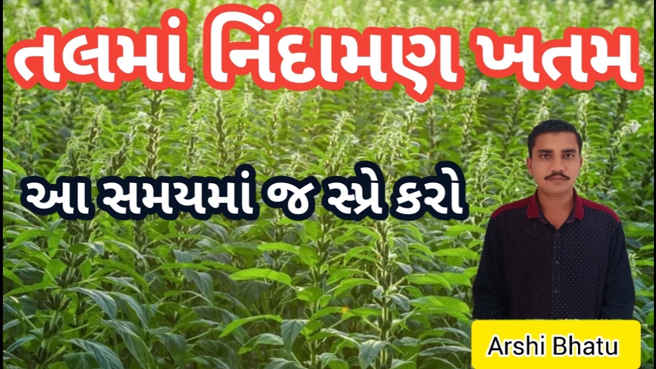 તલમાં નિંદામણ ખતમ | આ સમયમાં જ સ્પ્રે કરો | તલમાં નિંદામણ નાશક દવા