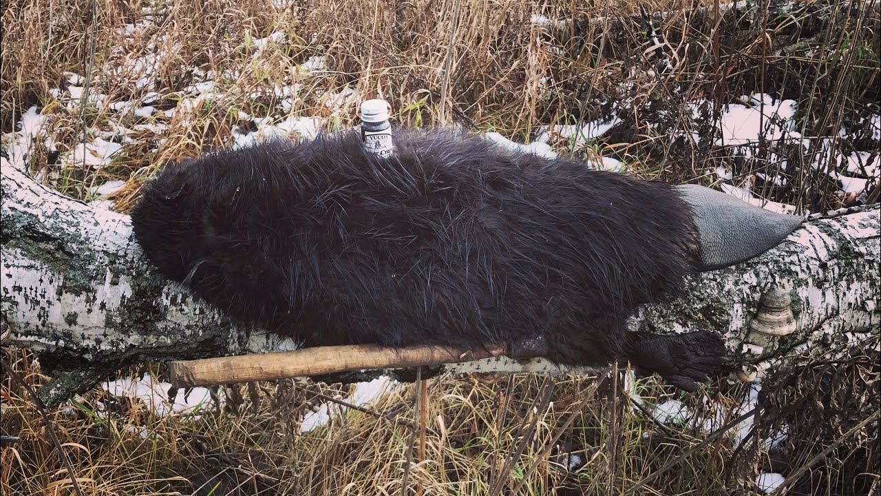 ОХОТА НА БОБРА.СТАВЛЮ ПРОХОДНЫЕ КАПКАНЫ С ПРИМАНКОЙ BEAVER CREEK+РЕЗУЛЬТАТ!