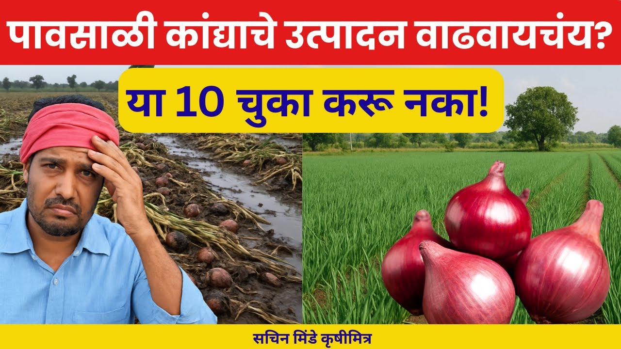 पावसाळी कांद्याचे उत्पादन वाढवायचंय? या 10 चुका करू नका | सचिन मिंडे कृषीमित्र