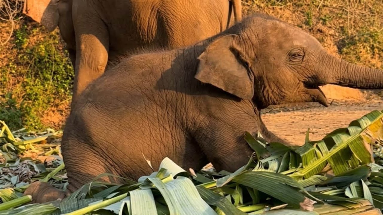 Adorable Baby Elephant Play Time: Messing with Mom's Meal