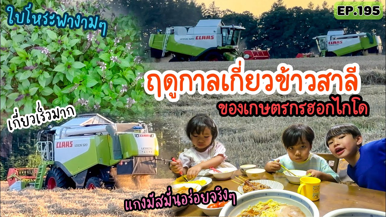 EP.195 | เริ่มแล้ว ฤดูกาลเกี่ยวข้าวสาลี พาเด็กๆไปดูรถเกี่ยวคันใหญ่ๆ เกี่ยวเร็วมาก