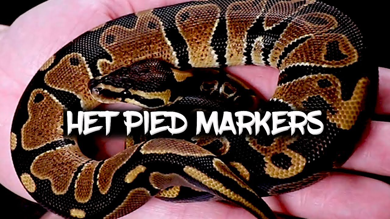 Ball python 'Het Pied Markers' explained!