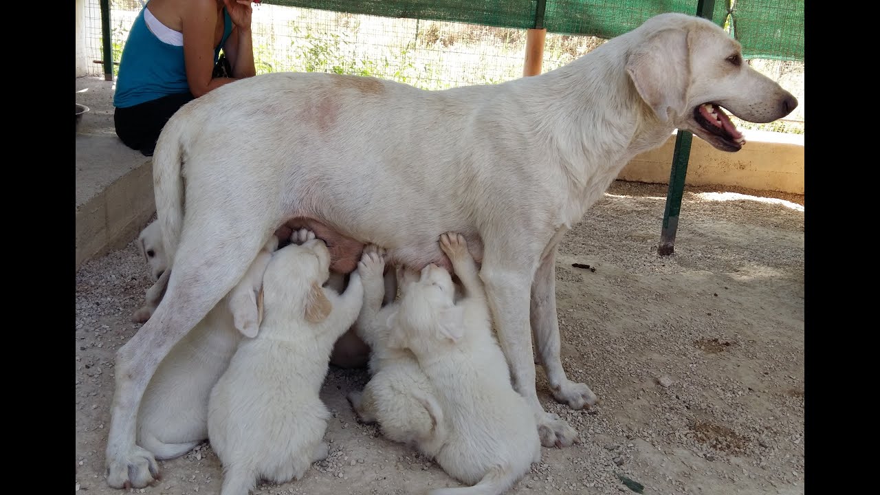I 9 CUCCIOLI DI MAMMA GIULIA
