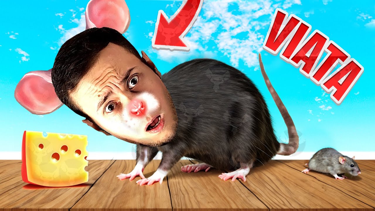 VIATA unui SORICEL! Unde ?