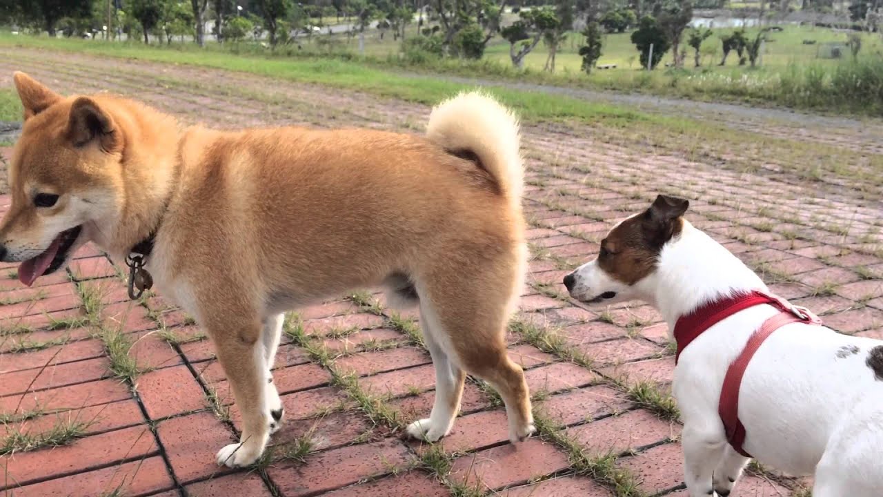 2015-09-13_菇狗在福德坑公園