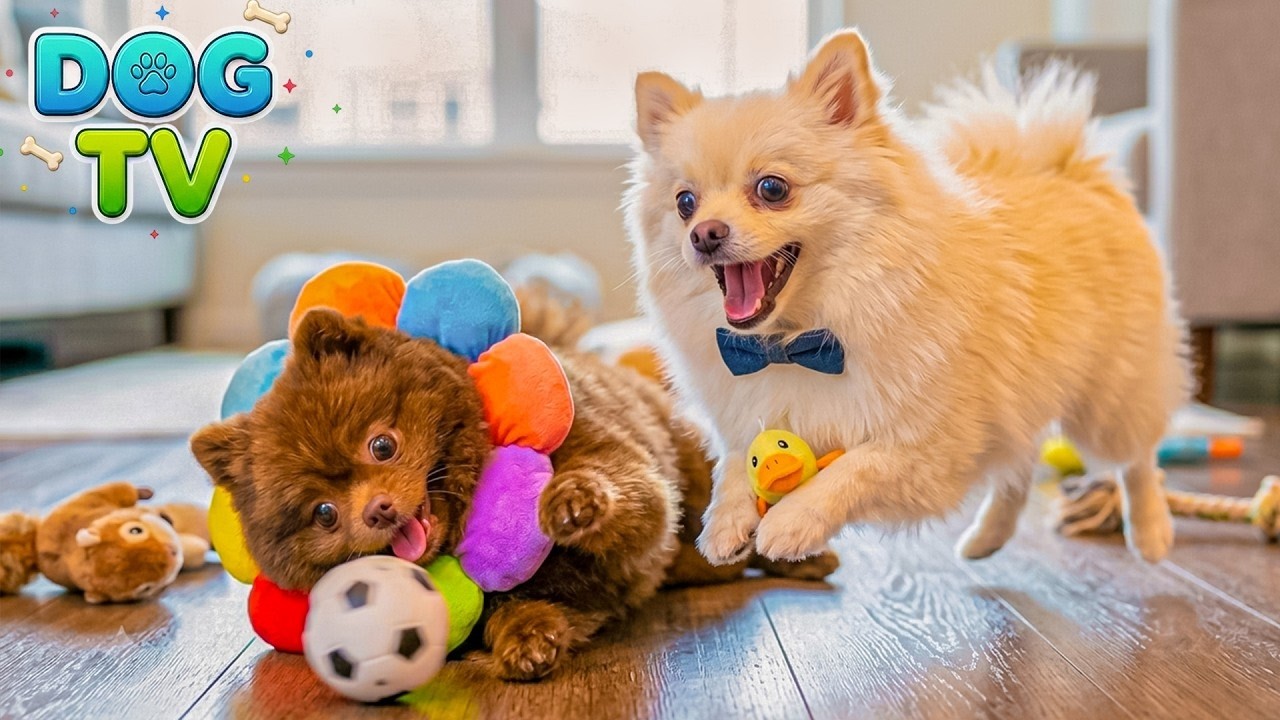 Cartoon for Dogs to Watch 🔴 Learning & Playing at Dog School 🐶 432Hz Anti-Anxiety Music for Dogs