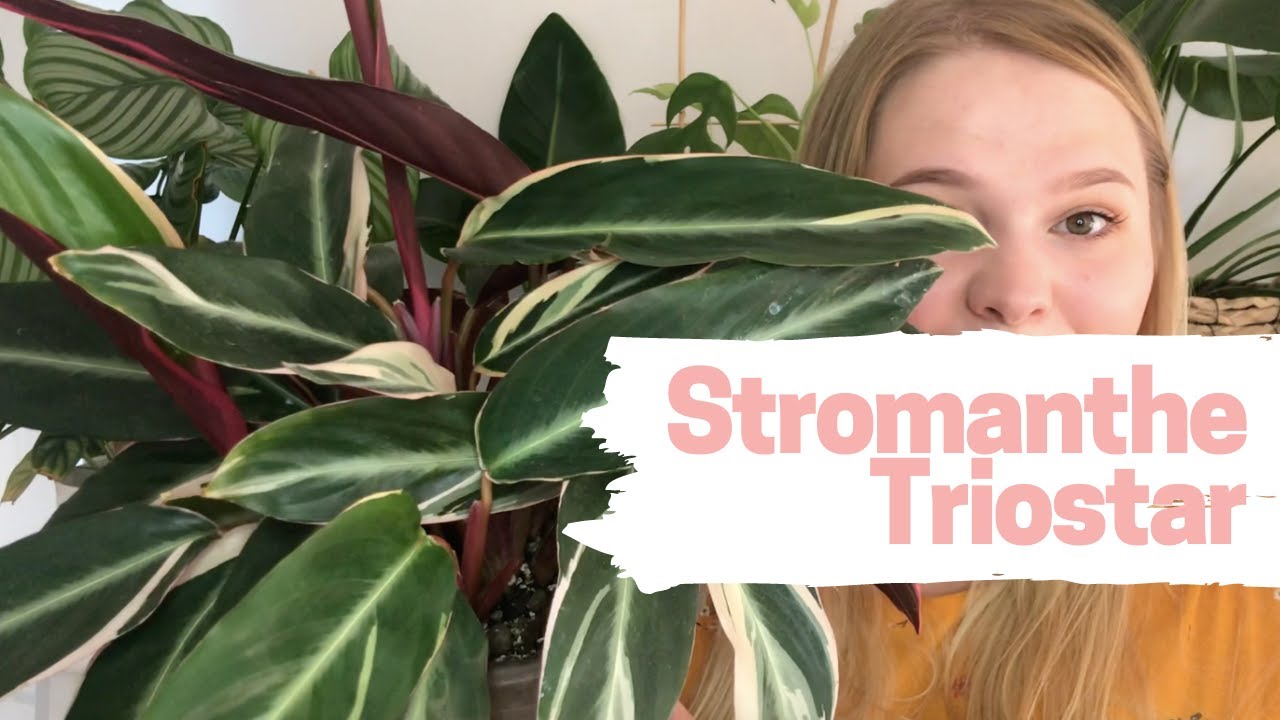Stromanthe TRIOSTAR | pielęgnacja | najczęstsze problemy | ROZDANIE
