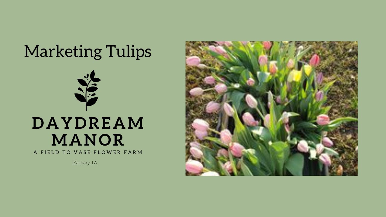 Marketing Tulips - What worked.    | Louisiana Flower Farm