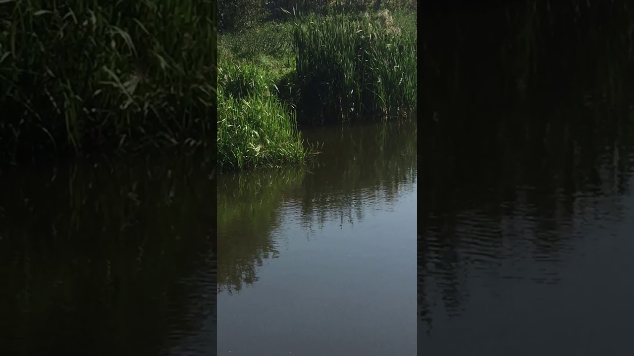 Zwemmende kat Bram deel 6