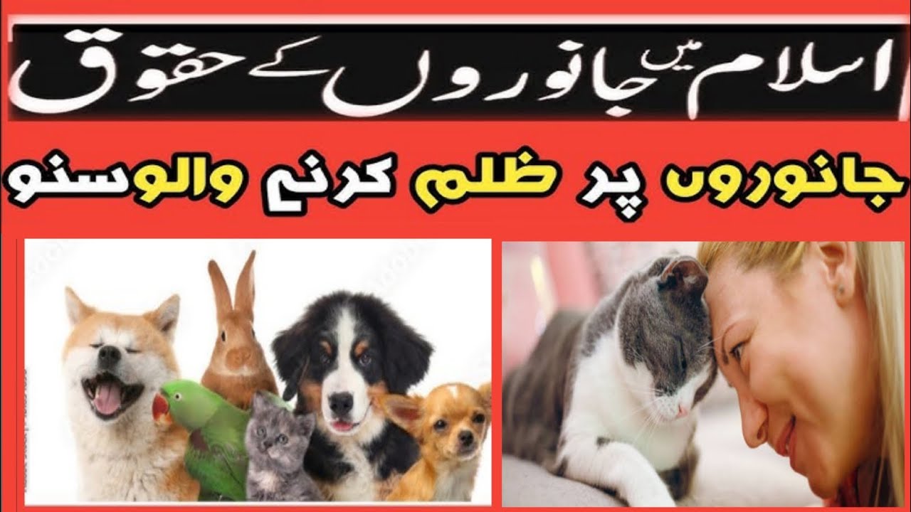 Animal Rights In Islam | Janwaron ke Huqooq | Islamic Bayan | اسلام میں جانوروں کے حقوق