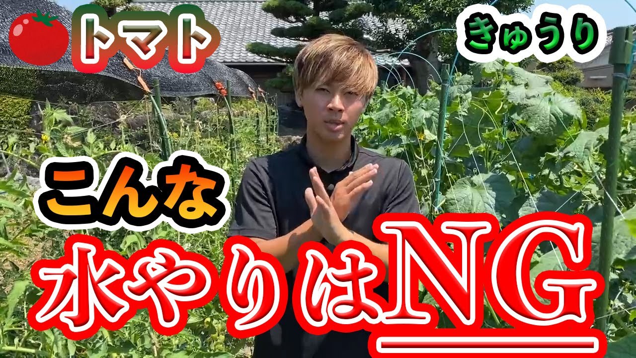 【トマト・きゅうり】夏野菜の水やりの方法！タイミング、これだけはダメ！！