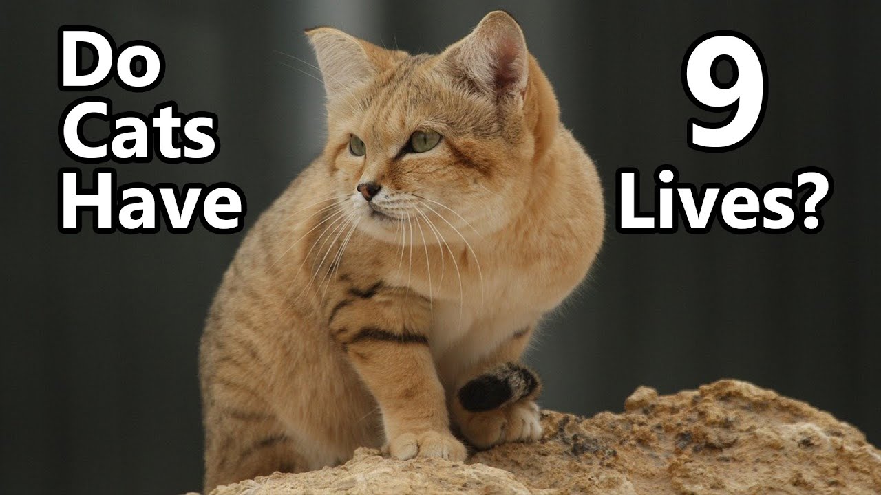 Do Cats REALLY Have 9 Lives?