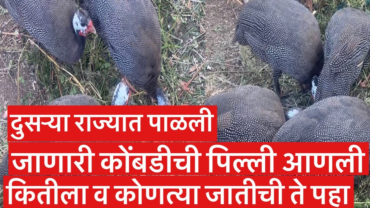 दुसऱ्या राज्यात पाळली जाणारी कोंबडीची पिल्ले आणली कितीला व कोणत्या जातीची ते पहा.#कुक्कुटपालन