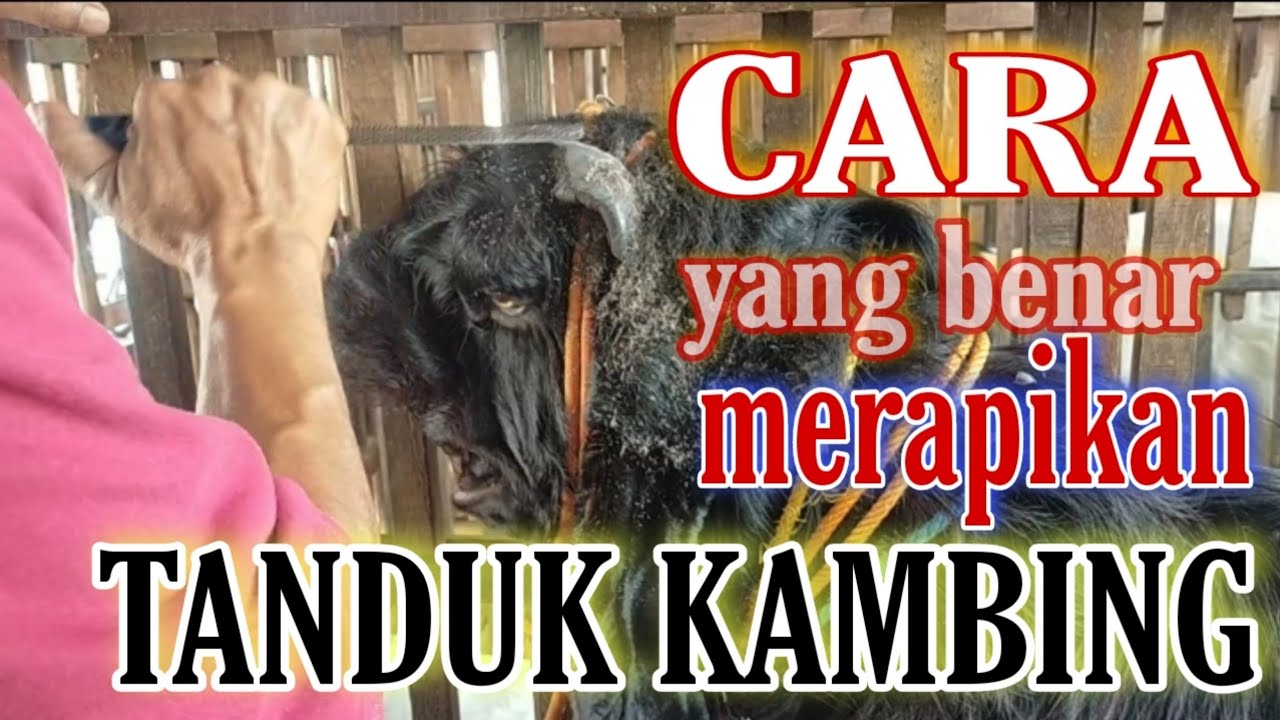 Samudra Ettawa - Kambing pe !! ingin tahu Cara merapikan Tanduk kambing biar kelihatan bagus ..!!