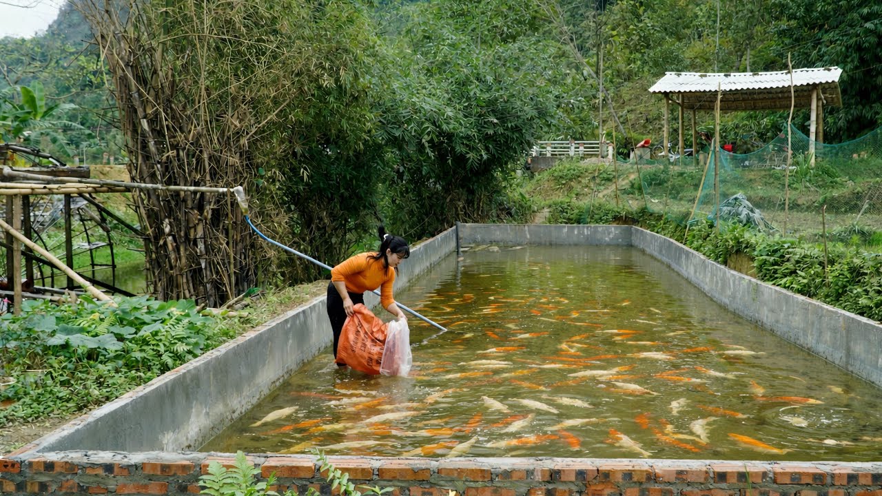 Harvesting fish from the farm in the forest and transferring them to the new pond.