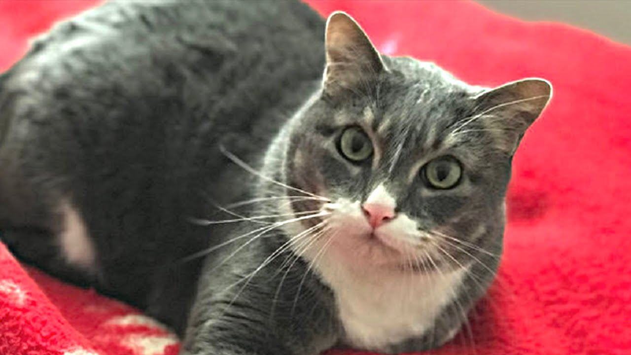 Cold Hearted Cat Saves Favorite Human's Life!