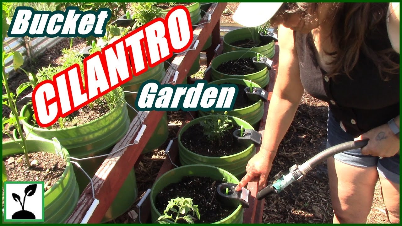 How To Grow Cilantro In A Bucket Garden ~ Fall Gardening Planning !