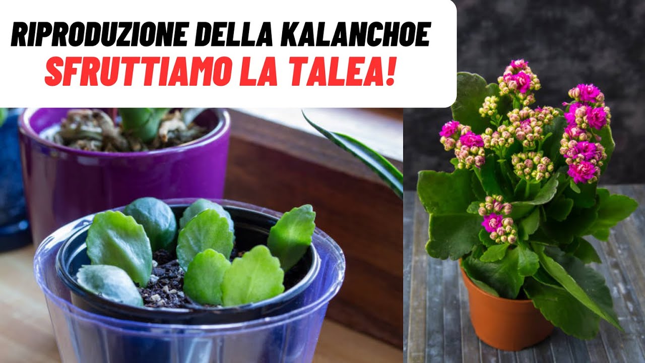 KALANCHOE INFINITE con questo SEMPLICE TRUCCO! - W&A Gardens: giardinaggio ed orticoltura