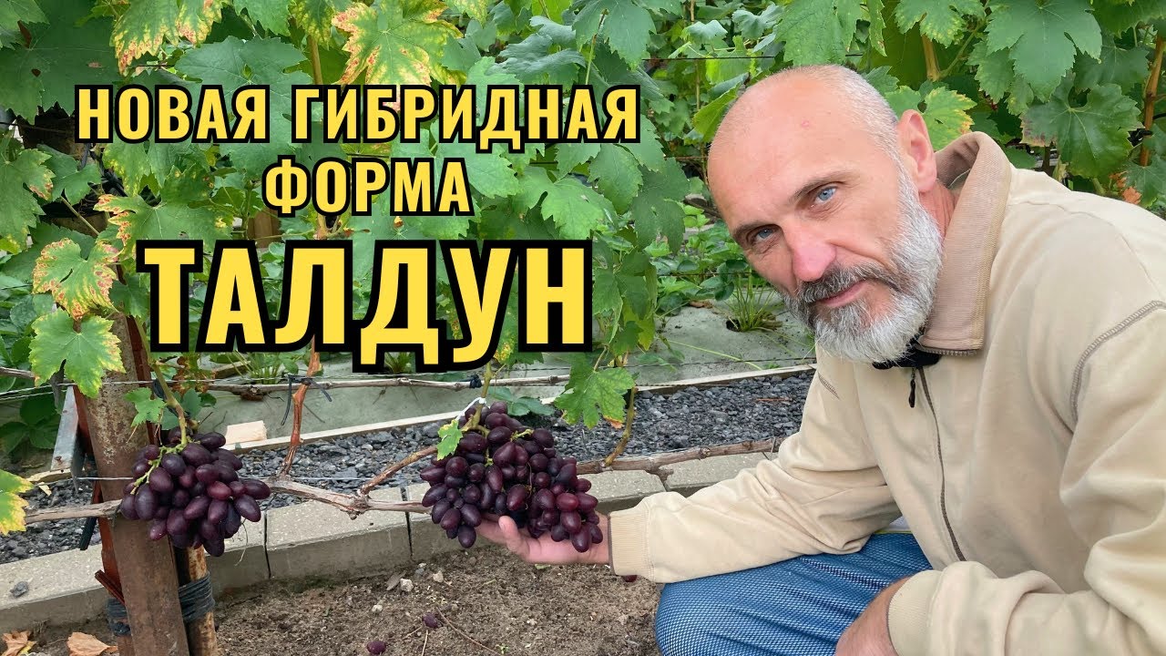 Виноград Талдун 🍇 | Обзор сорта и выращивание
