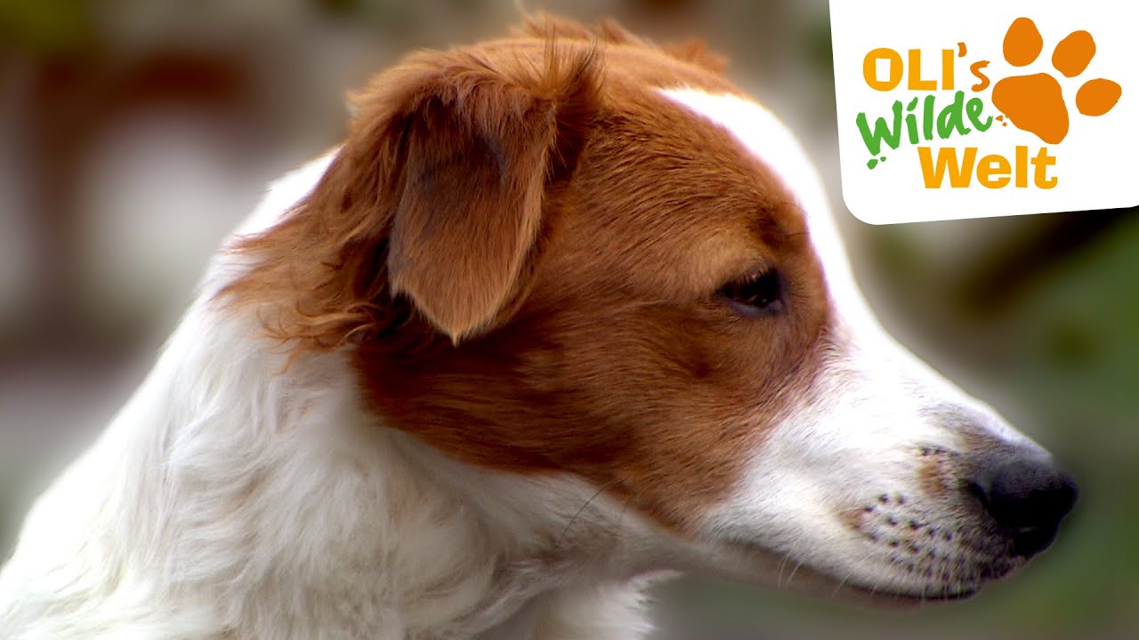 Welche Aufgabe hat ein Hofhund? | OLI's Wilde Welt