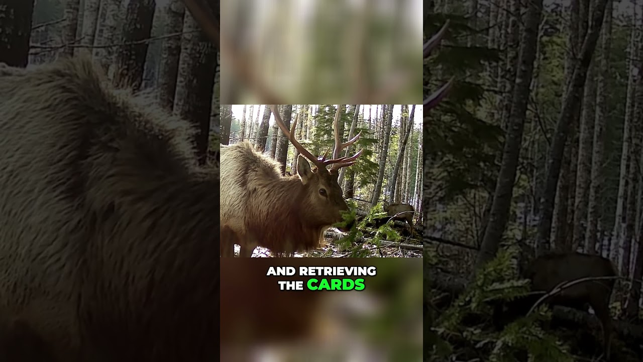 Winter Trail Camera Tips: How to Set Up and Retrieve Cards with Ease