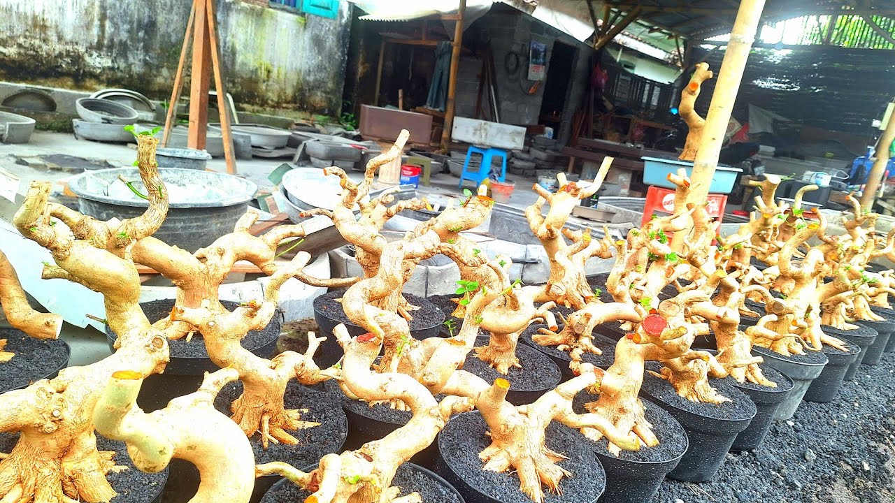 REVIEW BAHAN BONSAI SANCANG FULL KOLEKSIAN