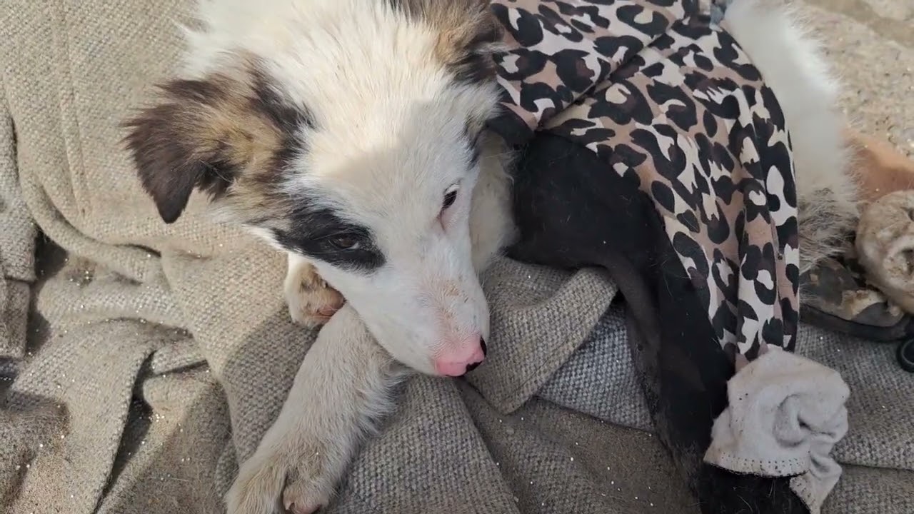 Февралюша   Собачки  Они играют  на природе  тут Солнце светит Воздух чистый хорошо погода  9  Март