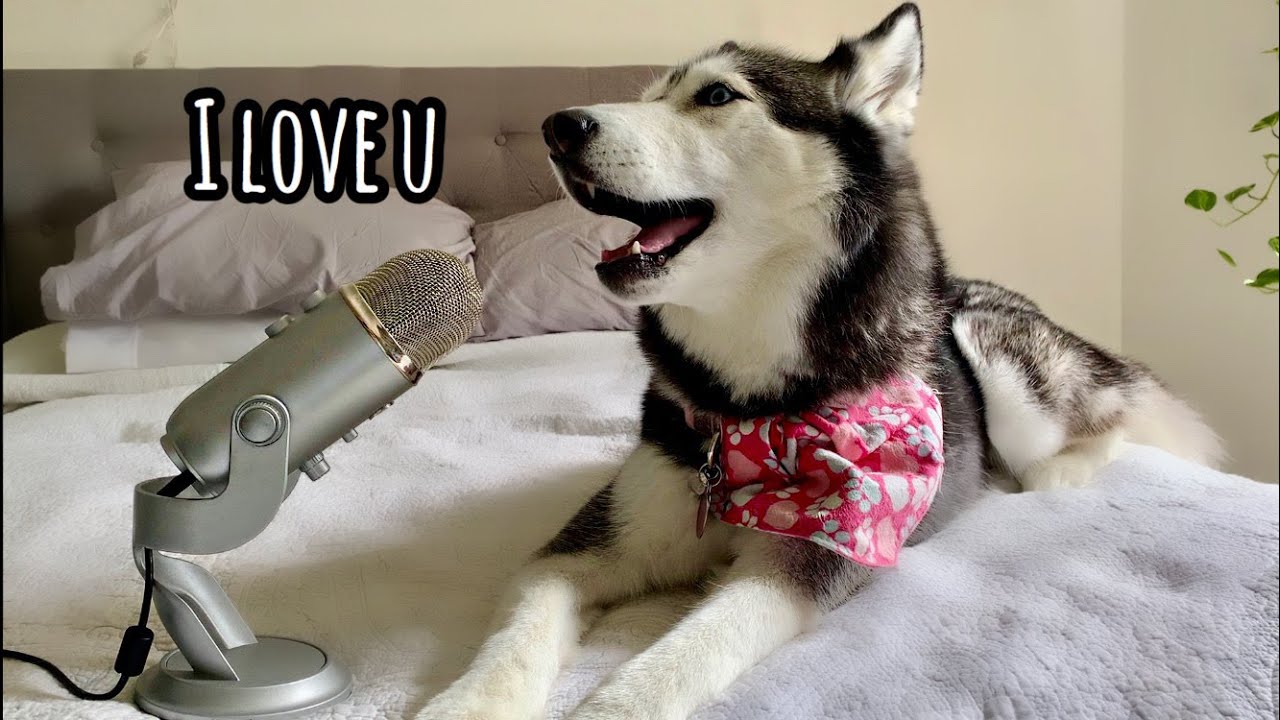 My Husky Whispers Into The Microphone For 3 Minutes (SO CUTE!)