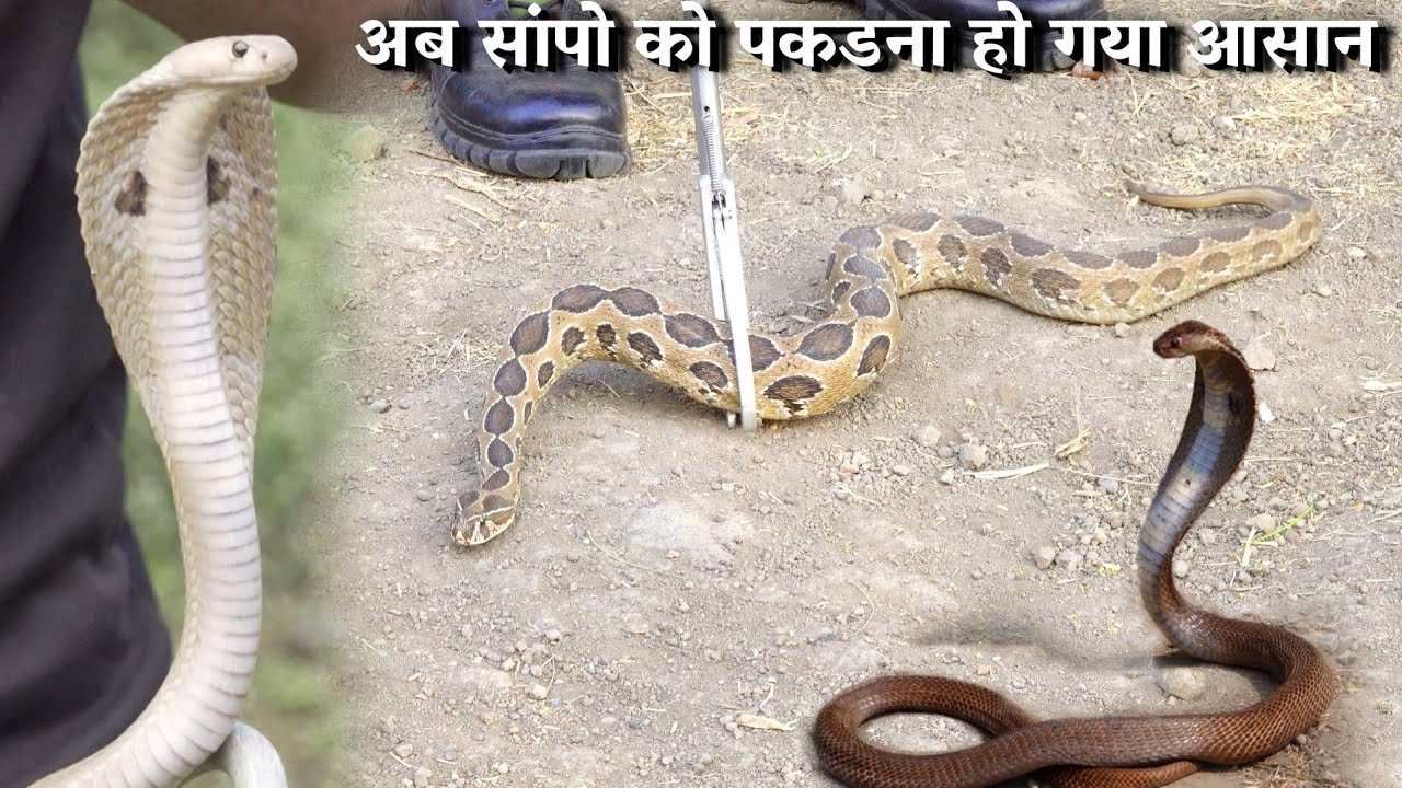 ऐसे पकडीए सांपो को, बिना हाथ लगाए ऐसे पकडें सांप Snake rescue kit will be available all over India