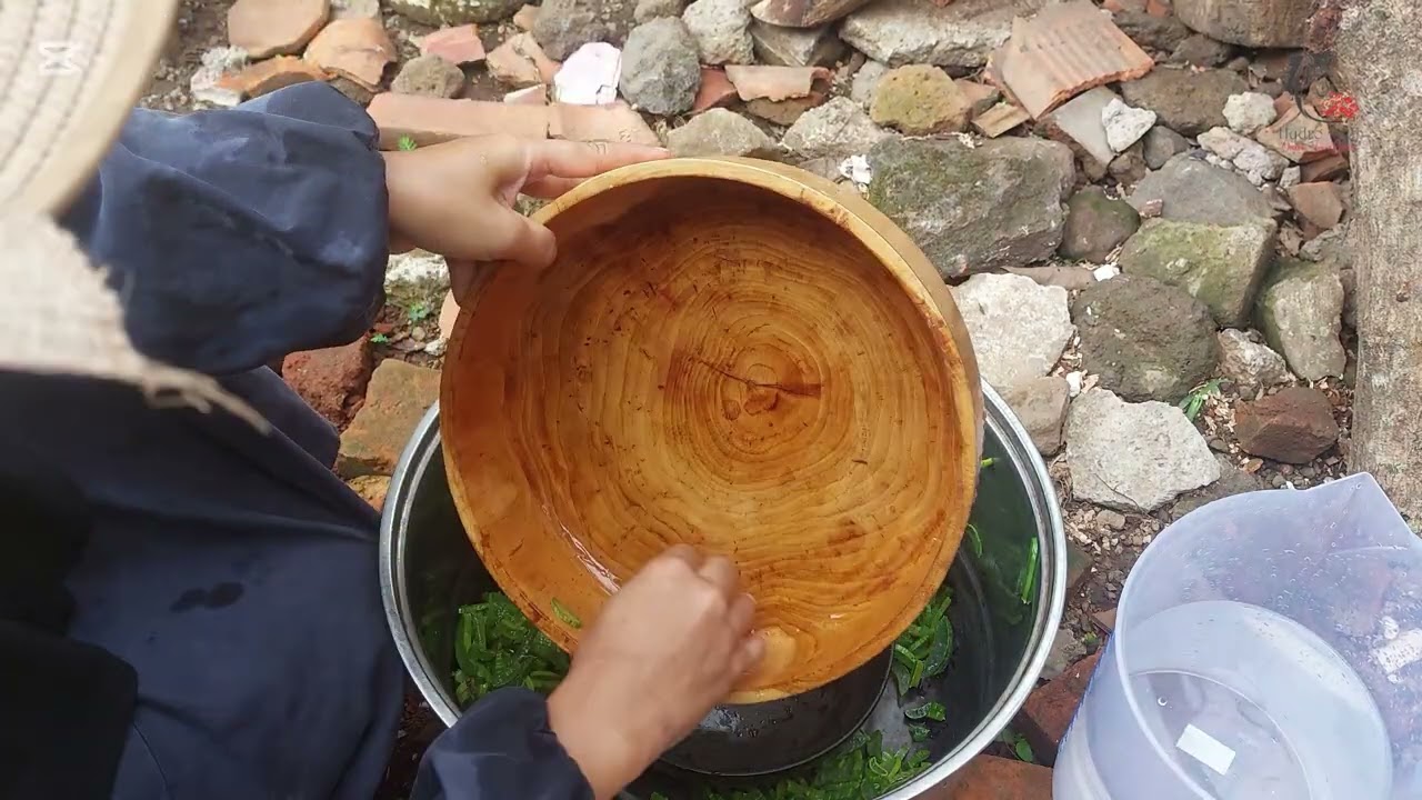 Membuat Shampo Natural dari hasil panen Lidah Buaya di Halaman