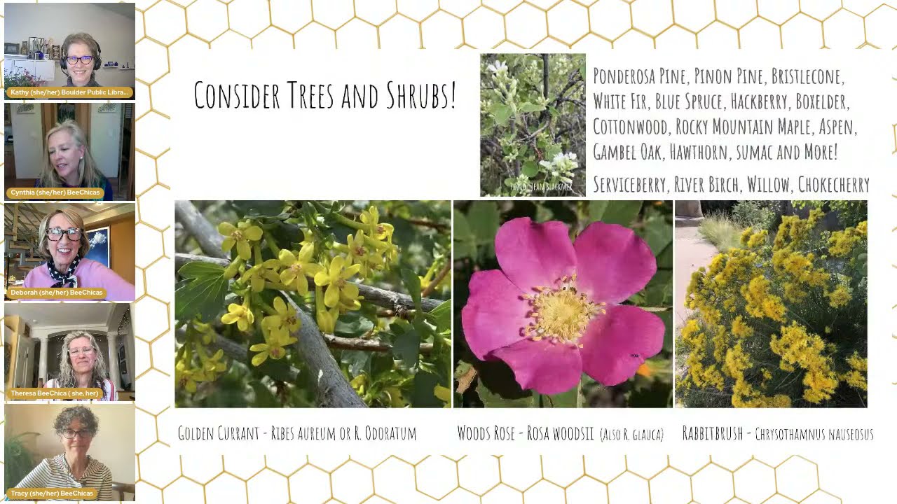 BeeChicas: Native Plants for Colorado Pollinators