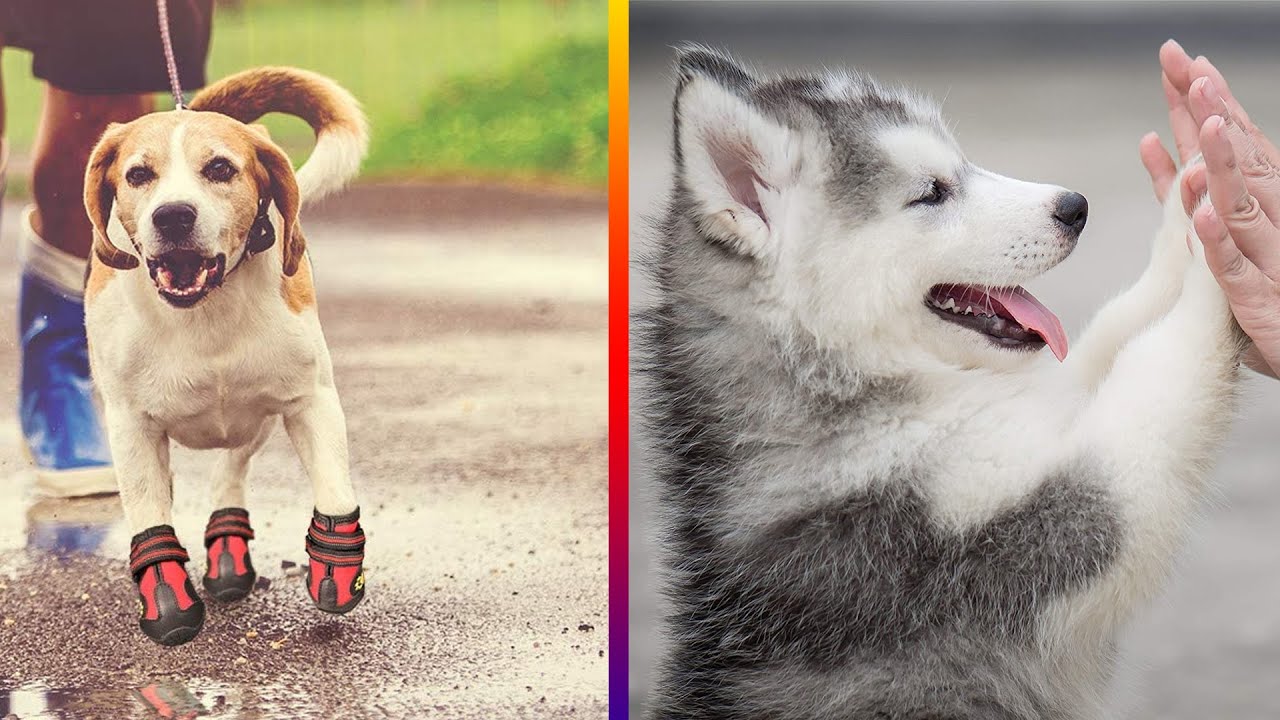 Top 5 Best Dog Boots for Rain, Snow, Hiking & More [Review in 2023]