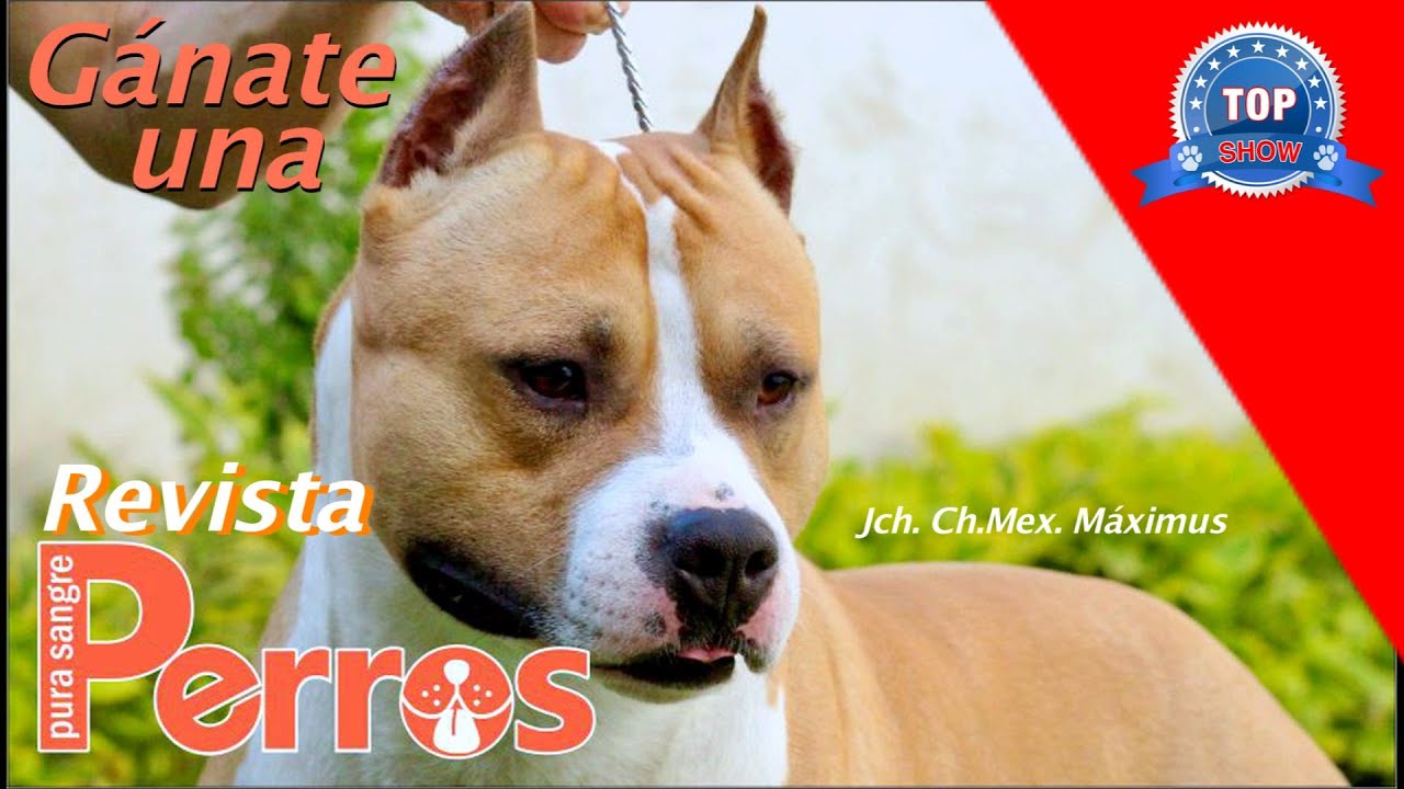 TODO SOBRE EL AMSTAFF.  Cómo ganar tu revista?