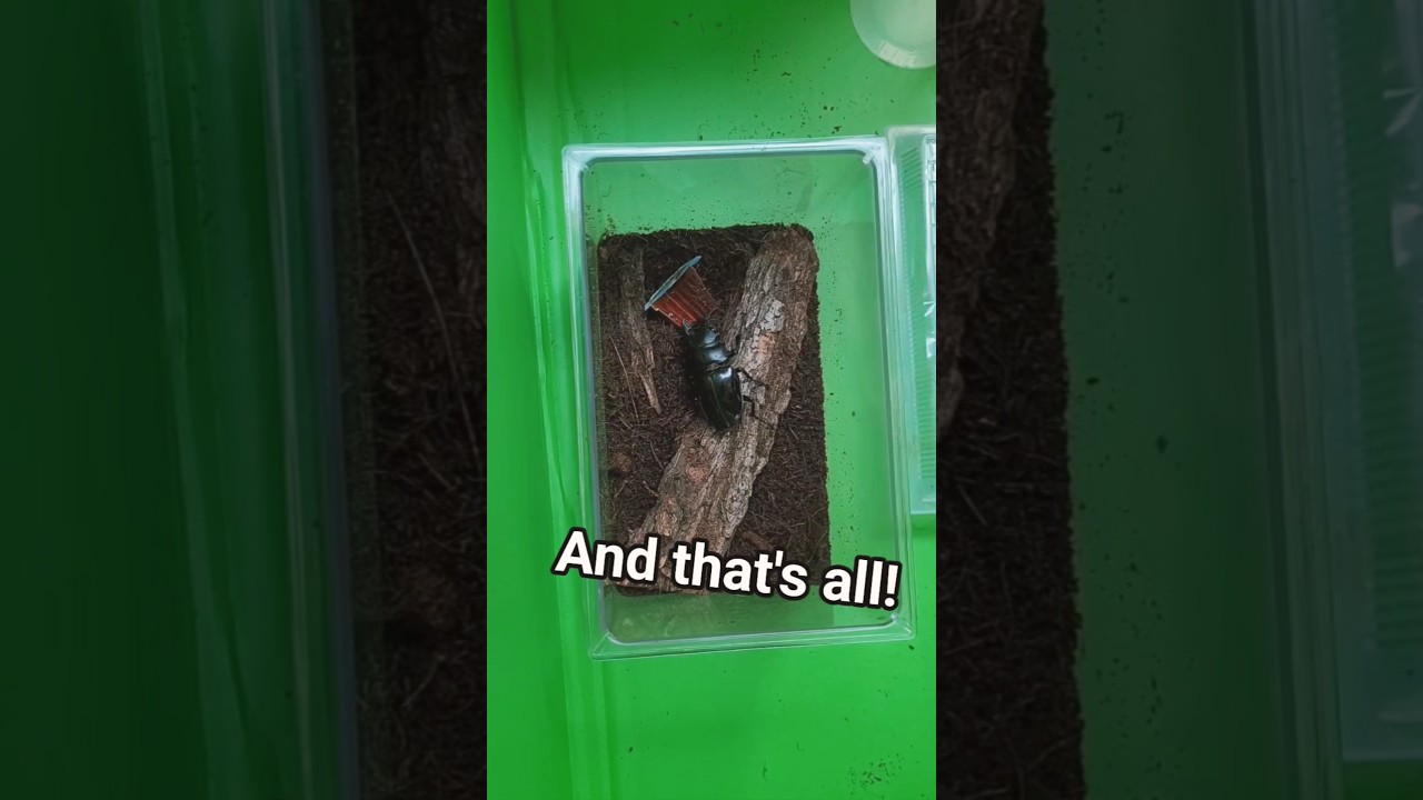 Quick Stag beetle enclosure guide #beetle #pets #stagbeetle #insect #bug