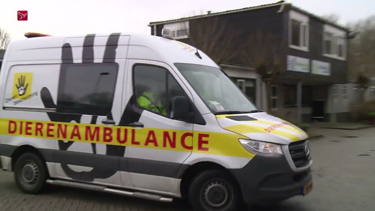 Vogelgriep zorgt voor drukte bij dierenambulance: 'Regels nodig'