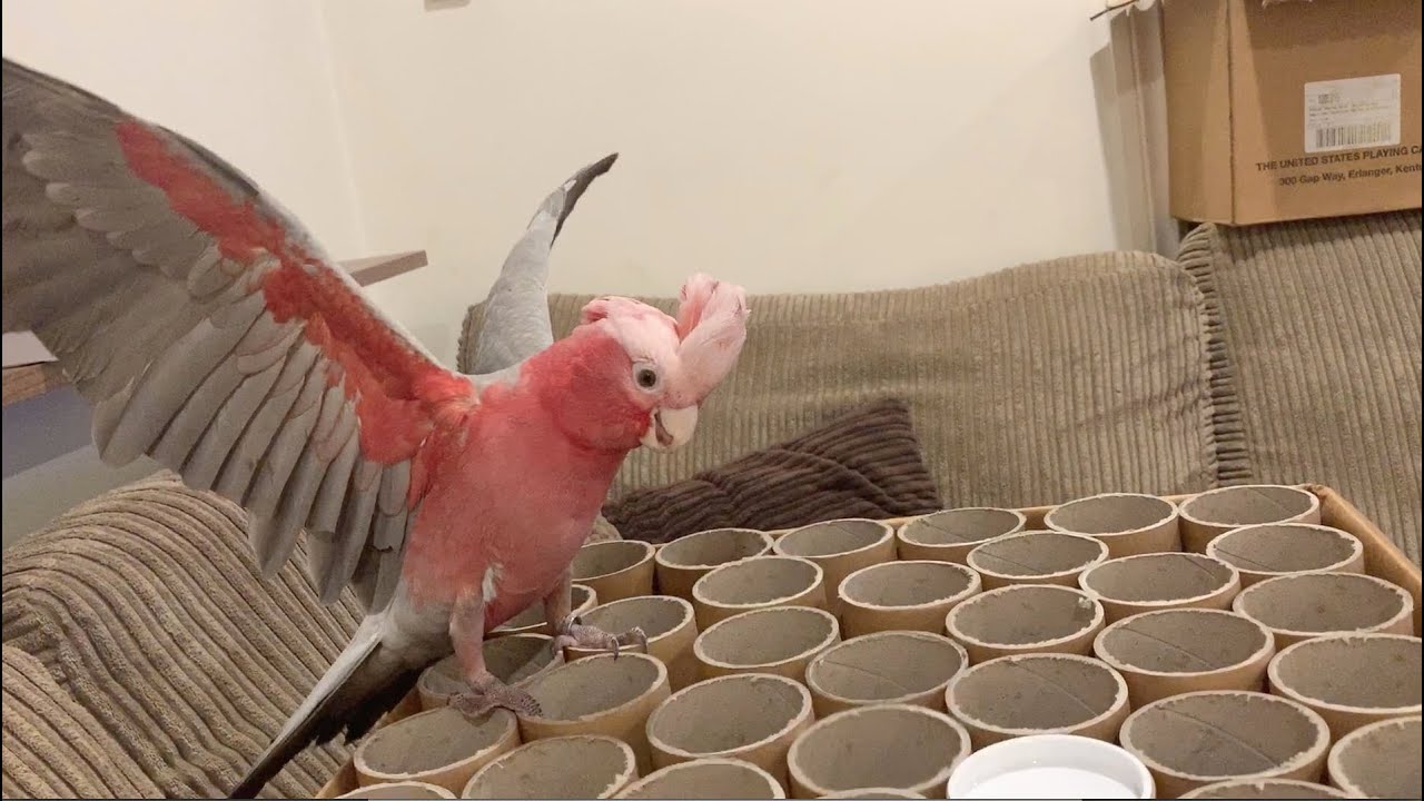 Tubes of Fun! - The Adventures of Bobo the Galah Cockatoo!