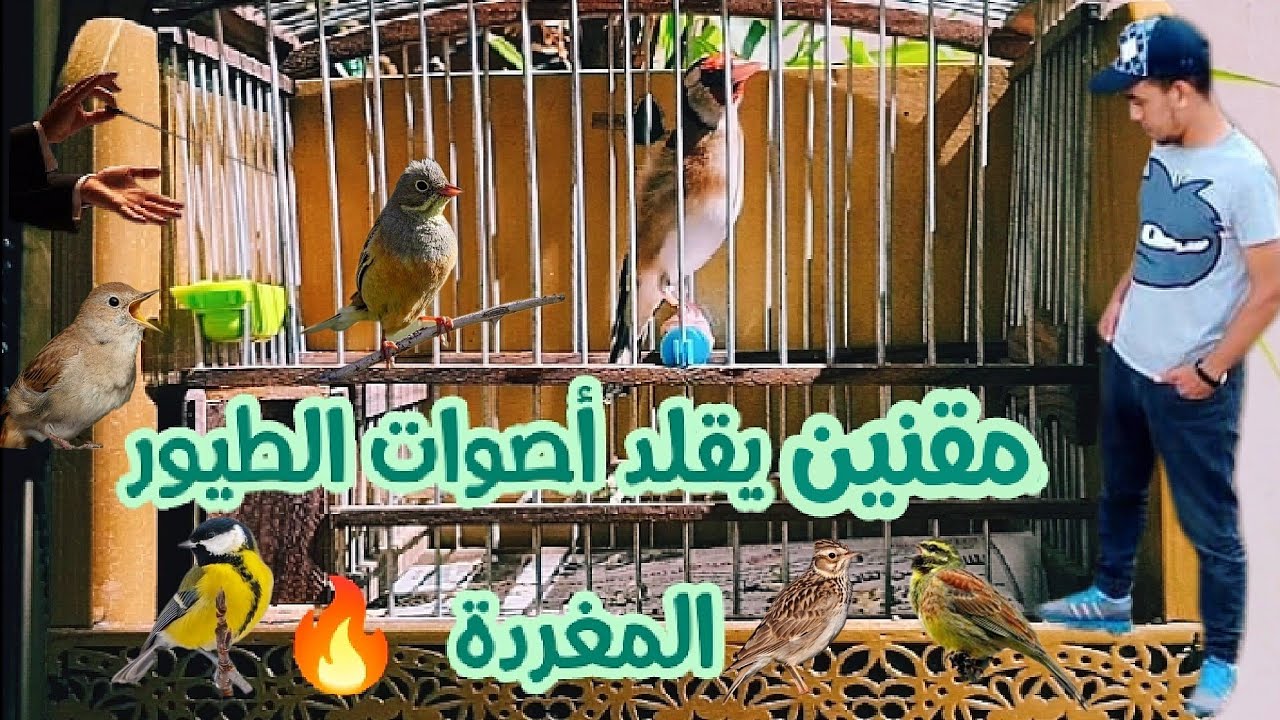 تغريد طائر حسون خرافي  يقلد طائر البوح والولوال والحداد .... nneret marocain