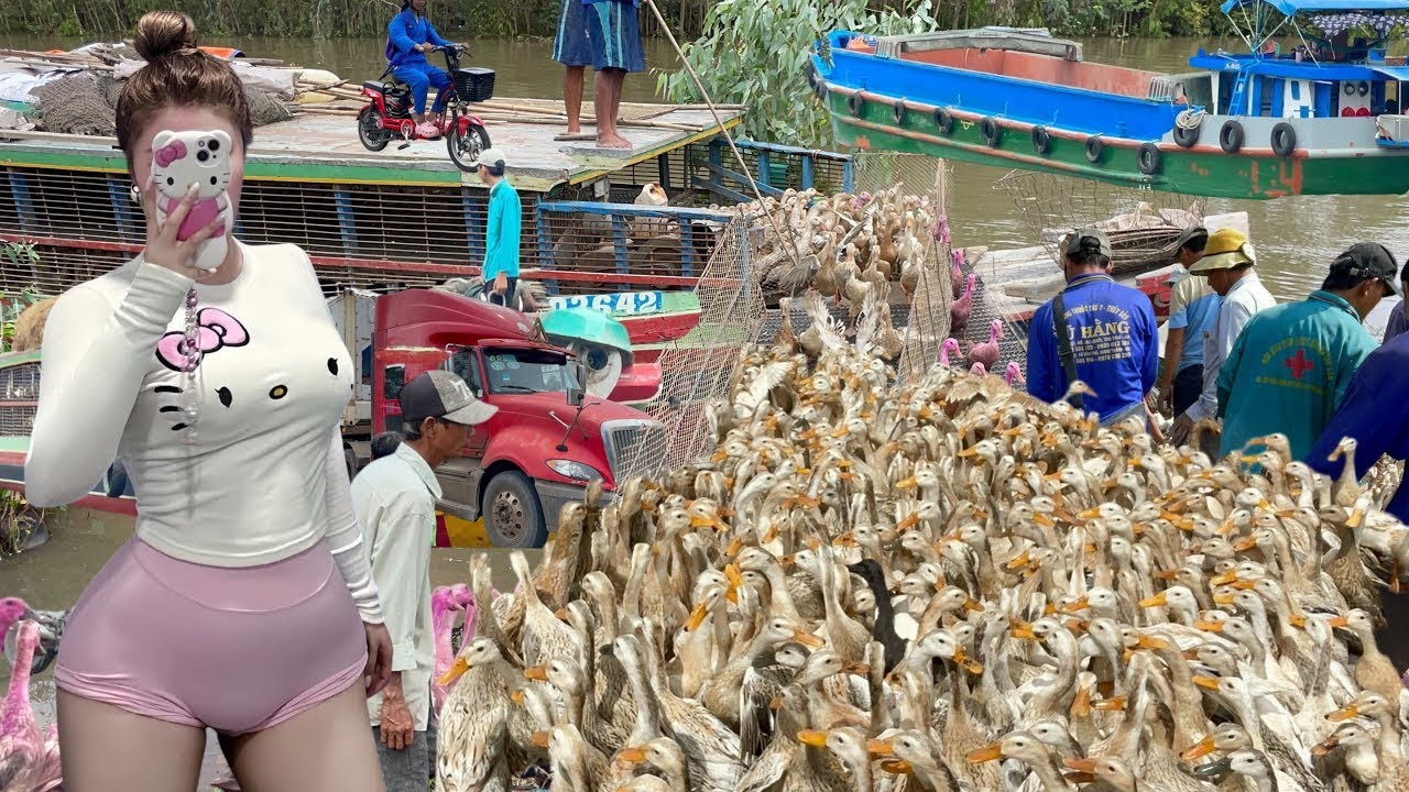 Millions of Ducks Migrate by Boat and Truck — Vietnam’s Smartest Farming Model  