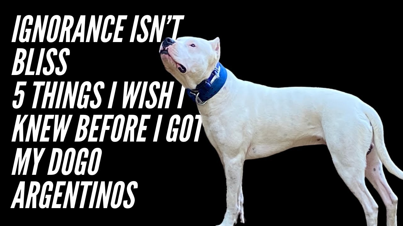 5 вещей, которым меня научил опыт в отношении моих аргентинских догов [НЕВЕДЕНИЕ НЕ ВСЕГДА БЛАГО]