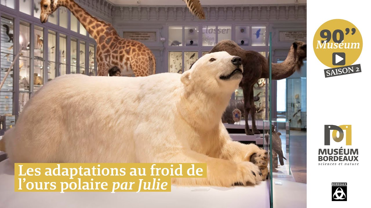 90''Muséum - Les adaptations au froid de l'Ours polaire par Julie