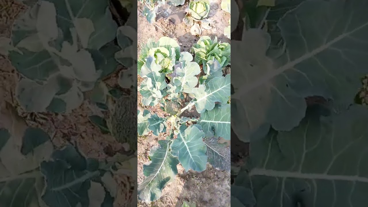 ফার্মের ঘর তৈরি শেষের মুখে ।