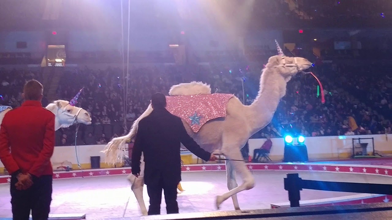 Camels/Llamas, baby Ponies, and Goats by Carden International Circus (2/28/2020)