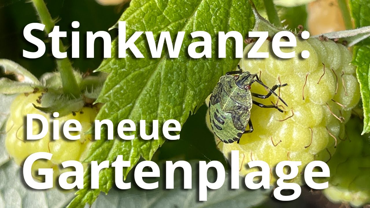 Die Stinkwanze - eine neue Plage &bdquo;erobert&ldquo; die G&auml;rten