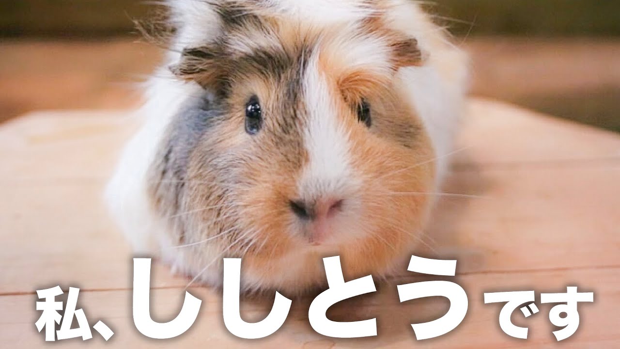 ししとう・すこんぶ・ねぐせ・マリトッツォ…？これ全部モルモットの名前です【飼育員と個体識別チャレンジ】