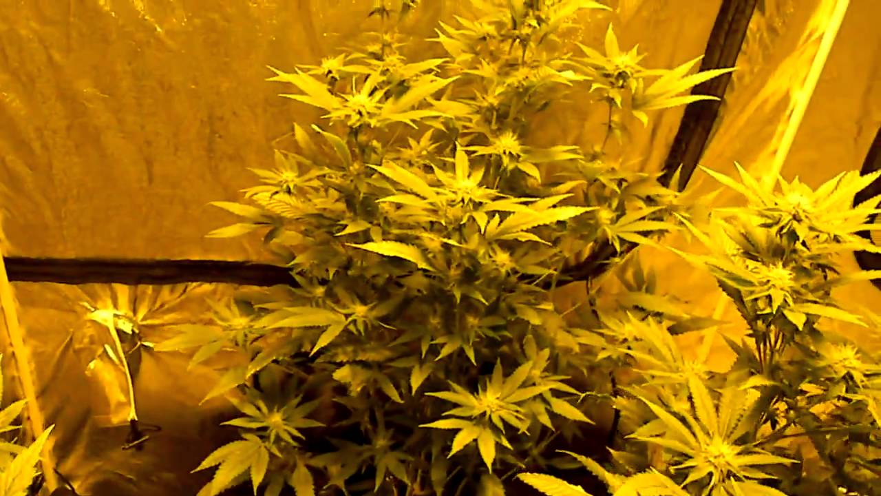 The Pure Kush Diaries (flowering)