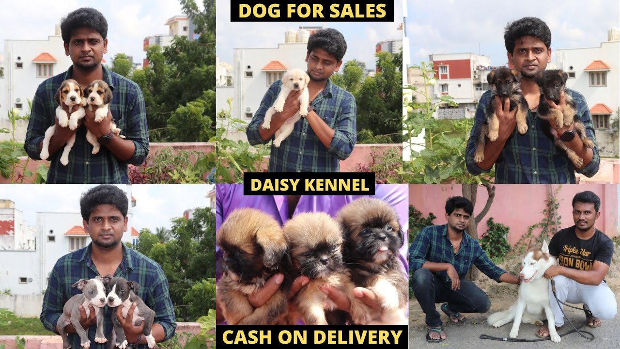 DOG FOR SALES IN SURAPET | ALL BREEDS AVAILABLE | DAISY KENNEL | SE VLOGS