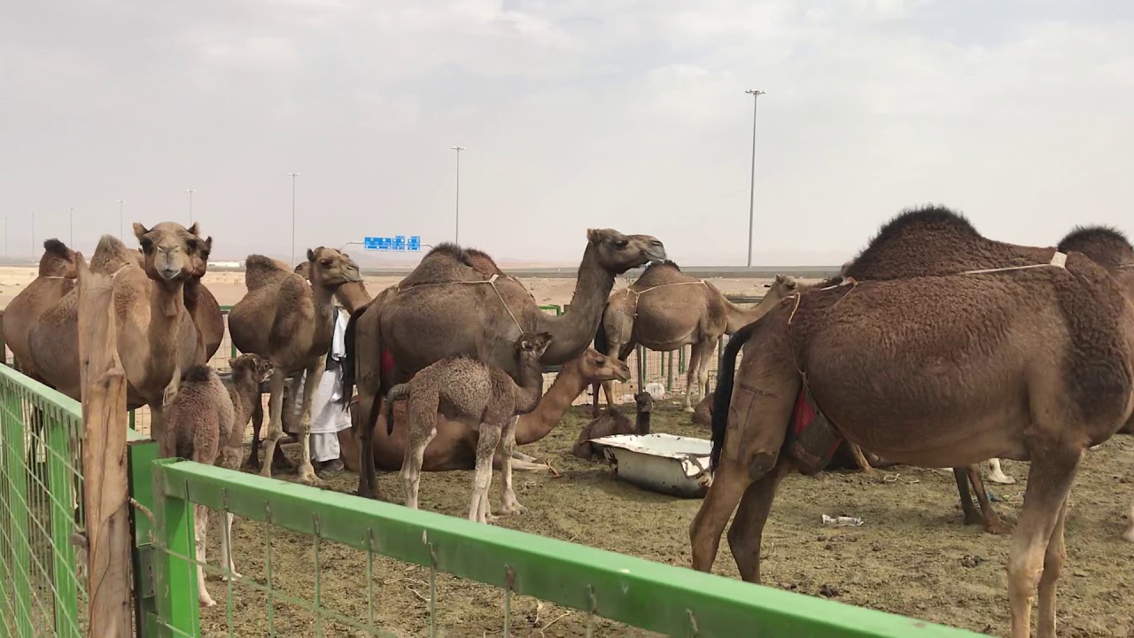 Mecca Saudi Arabia camel farm tour 2018
