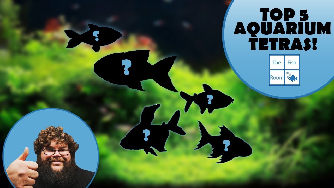 TOP 5 Tetra's for YOUR AQUARIUM!